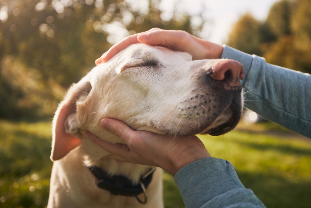 Rising Heartworm Threat for Pets Post-Storms: What Veterinarians Want You to Know