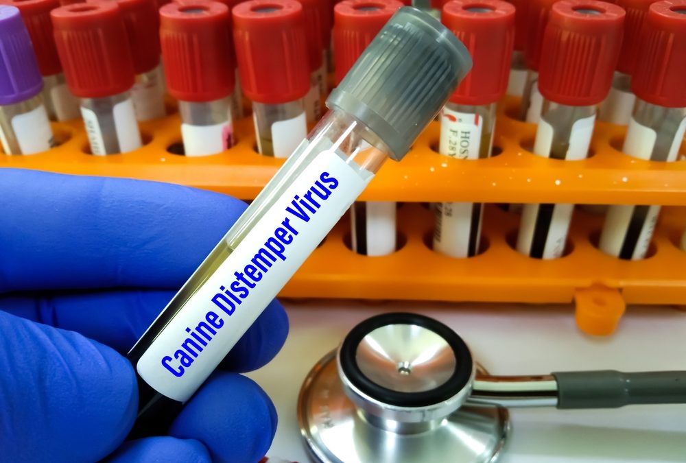 Veterinarian Warns Canine Distemper Can Spread From Racoon-Contaminated Bowls to Dogs