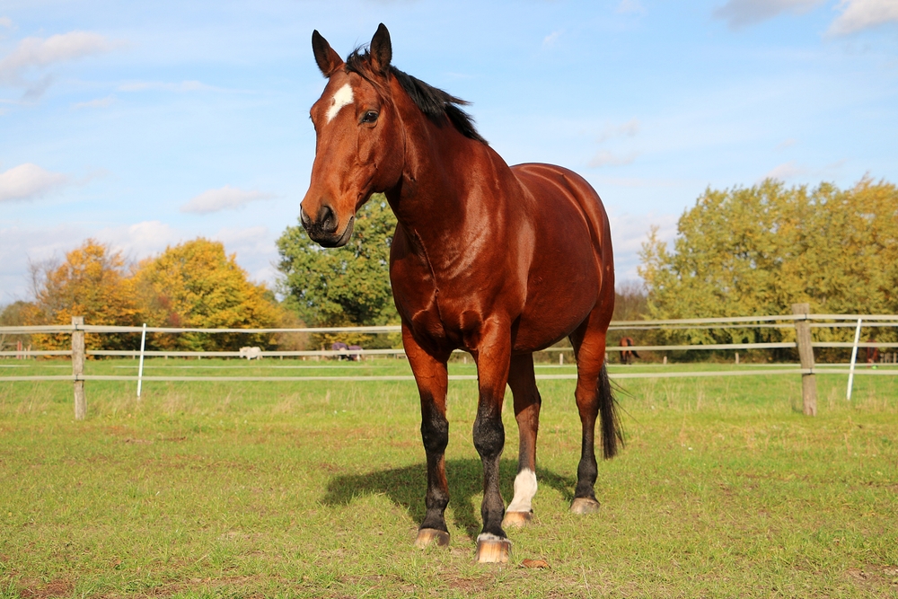 Beautiful,Brown,Quarter,Horse,Is,Standing,On,The,Paddock