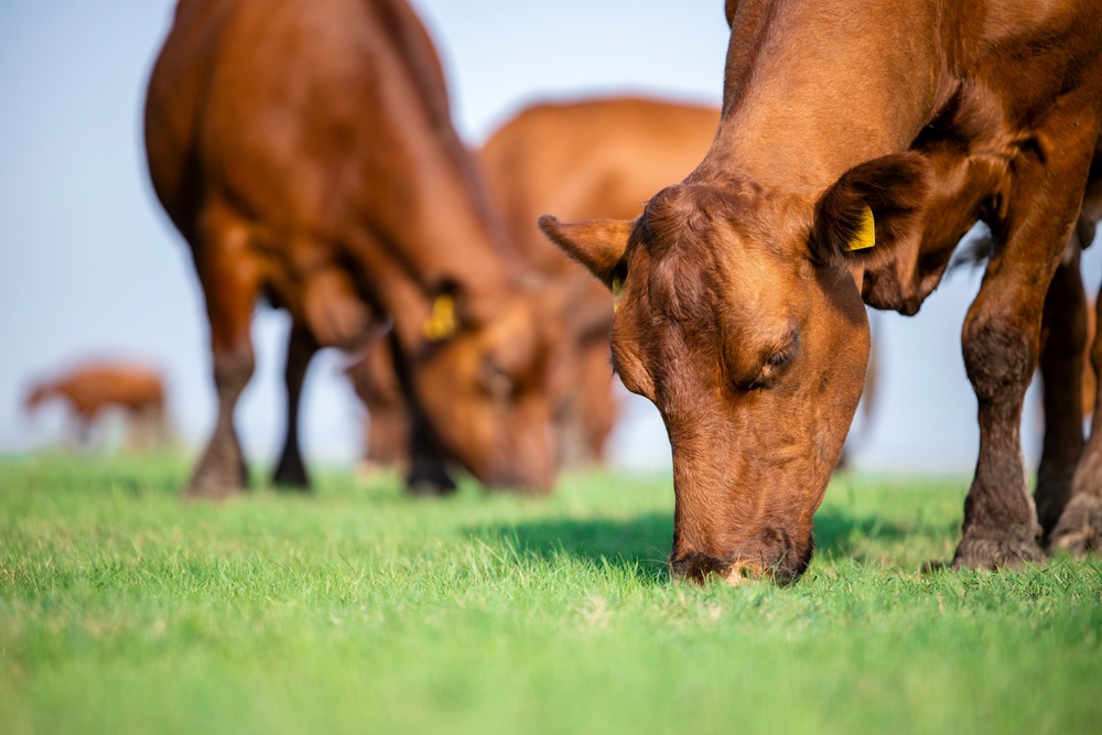 Close,Up,View,Of,Beef,Cattle,Grazing,Outside,The,Farm.