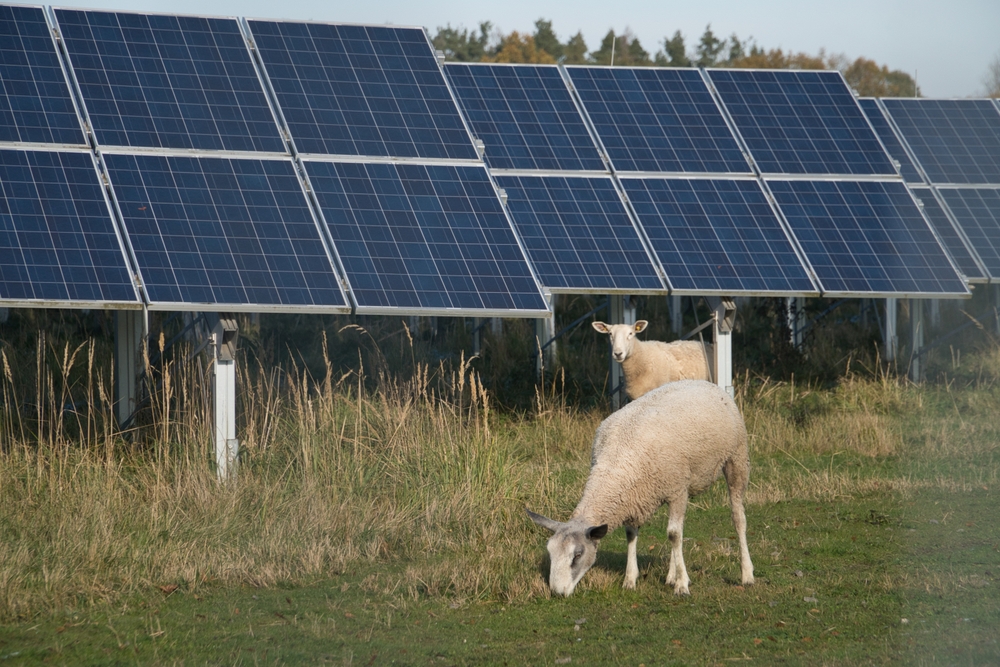1,700 Sheep Set Up Between Solar Panels Reveal An Incredible Transformation
