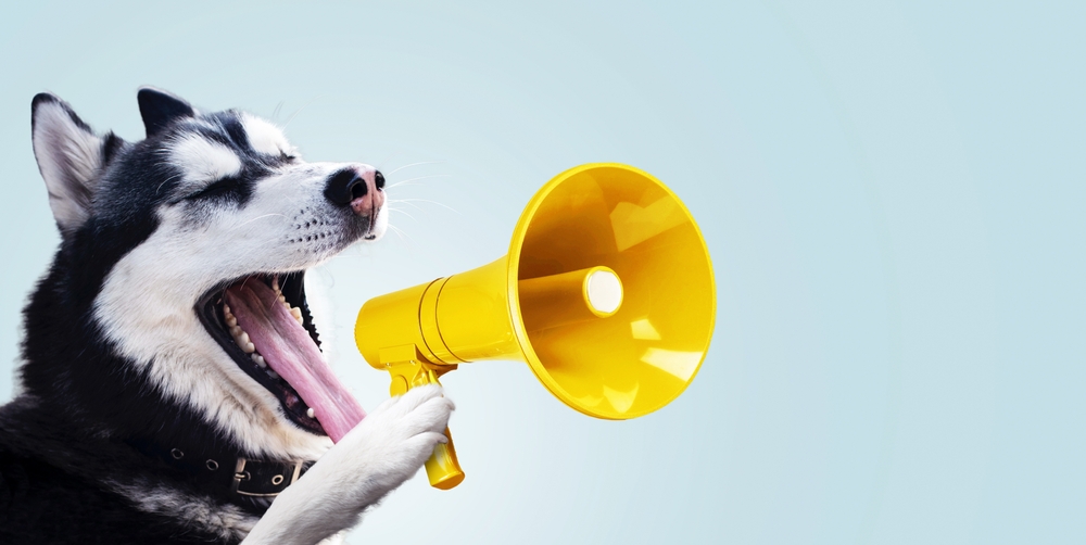 Funny,Husky,Dog,Is,Holding,A,Yellow,Loudspeaker,And,Screaming