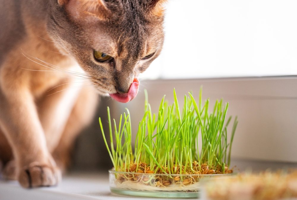 Gold-Covered Hairballs May Reveal Why Cats Eat Grass