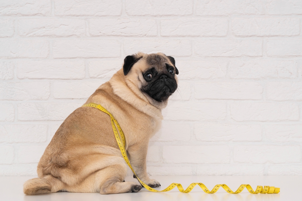 A,Cute,Fat,Pug,Sits,Wrapped,In,A,Yellow,Measuring