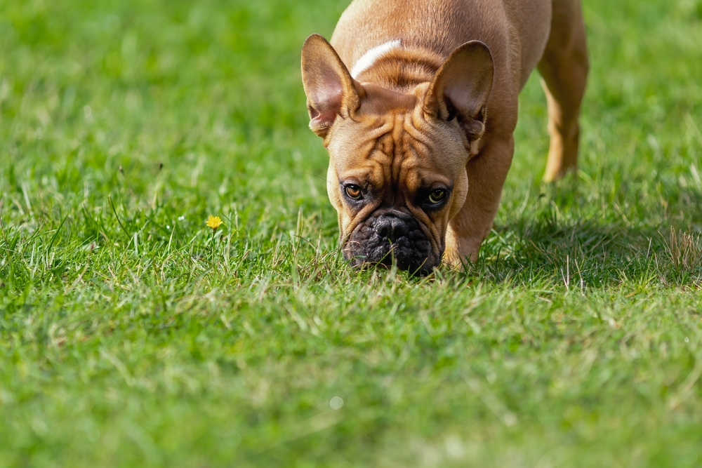 Why Do Cats and Dogs Eat Grass?