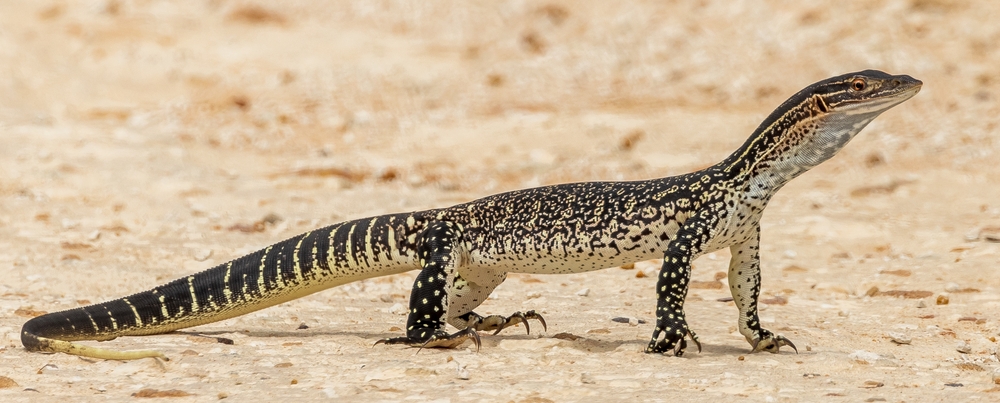 Giant lizards could Keep Flesh-Eating Maggots off Australia’s sheep
