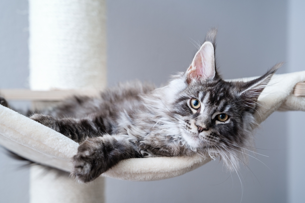 Scientists Find a Surprising Link Between Cats And Happiness Across 93 Countries