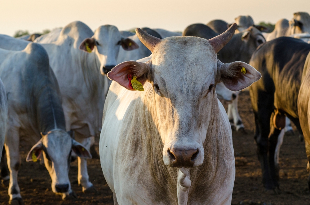 Portrait,Of,Cow,Looking,At,The,Camera,With,Angry,Face