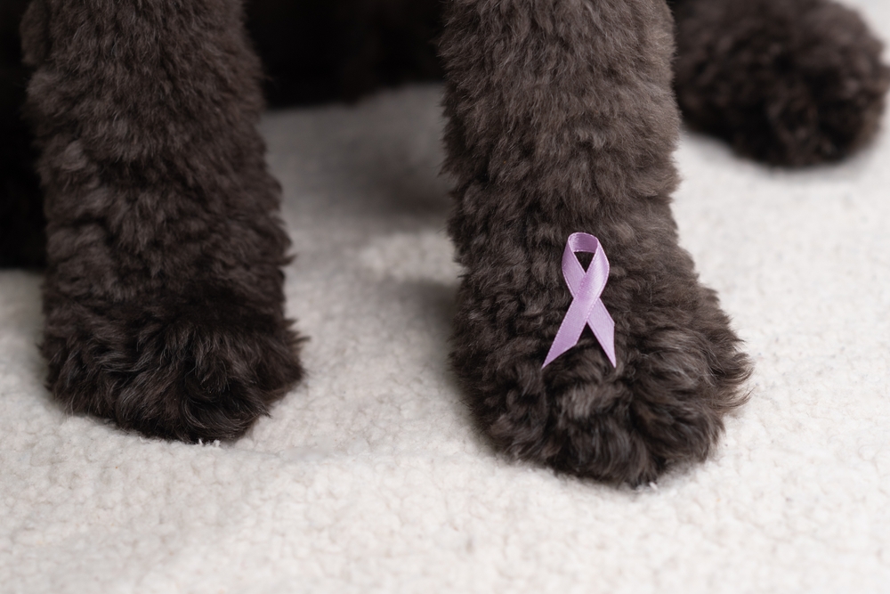 Cancer,Awareness,Ribbon,On,A,Black,Furry,Paw,To,Show