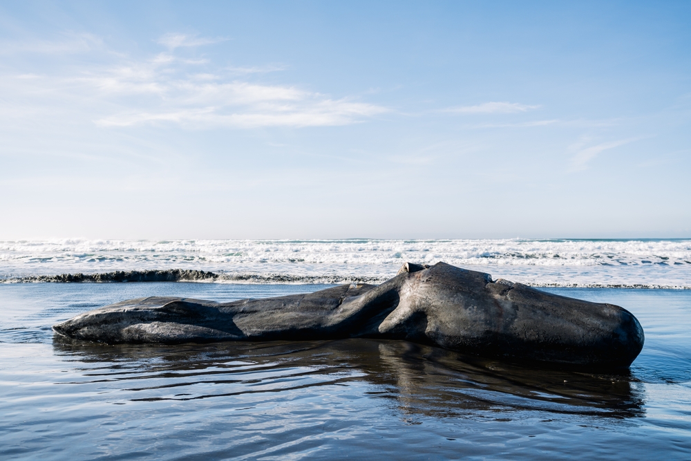 The Law That Saved the Whales Is Under Attack