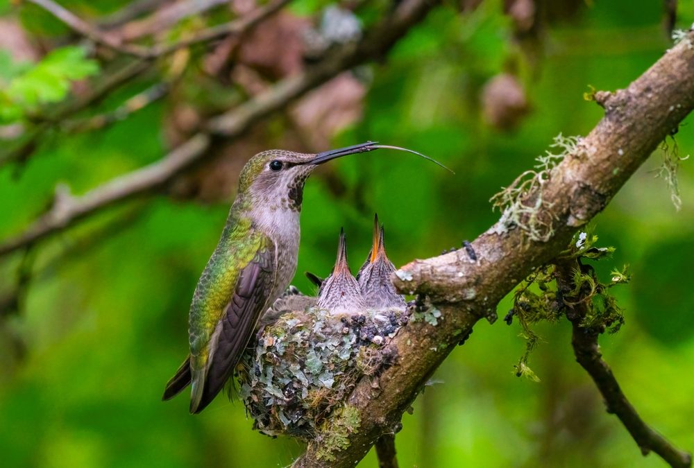 This Fuzzy Hummingbird Chick May Be in Disguise—as a Caterpillar