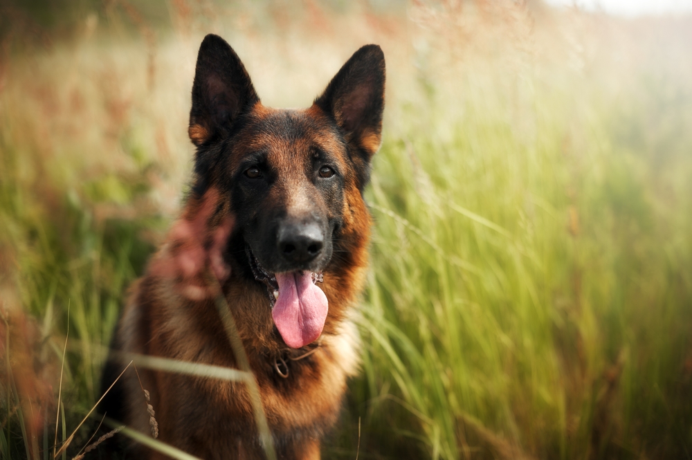 Portrait,Of,A,Smart,German,Shepherd,Dog,Among,The,Green