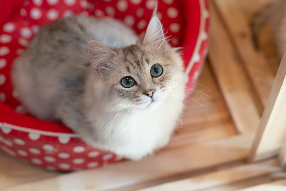 More Cats, More Choices! Retailers are Expanding Shelf Space to Meet Growing Feline Demand