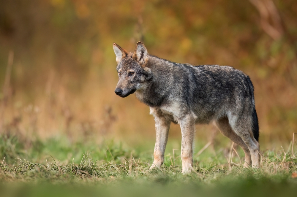 Does this Wolf Want to Play—or Attack? Take a Close Look at its Face