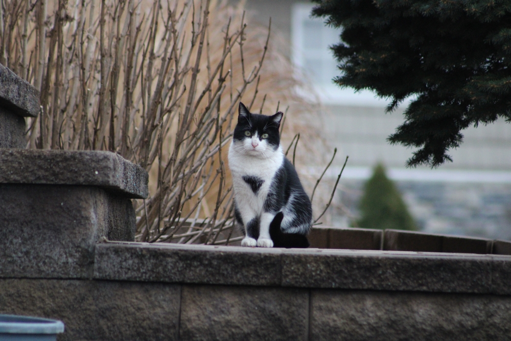 NYC Council Puts $500K Toward Controlling Cat Population