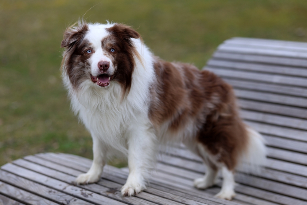 Patient-Driven Research Innovates Canine Epilepsy Treatment at U of G