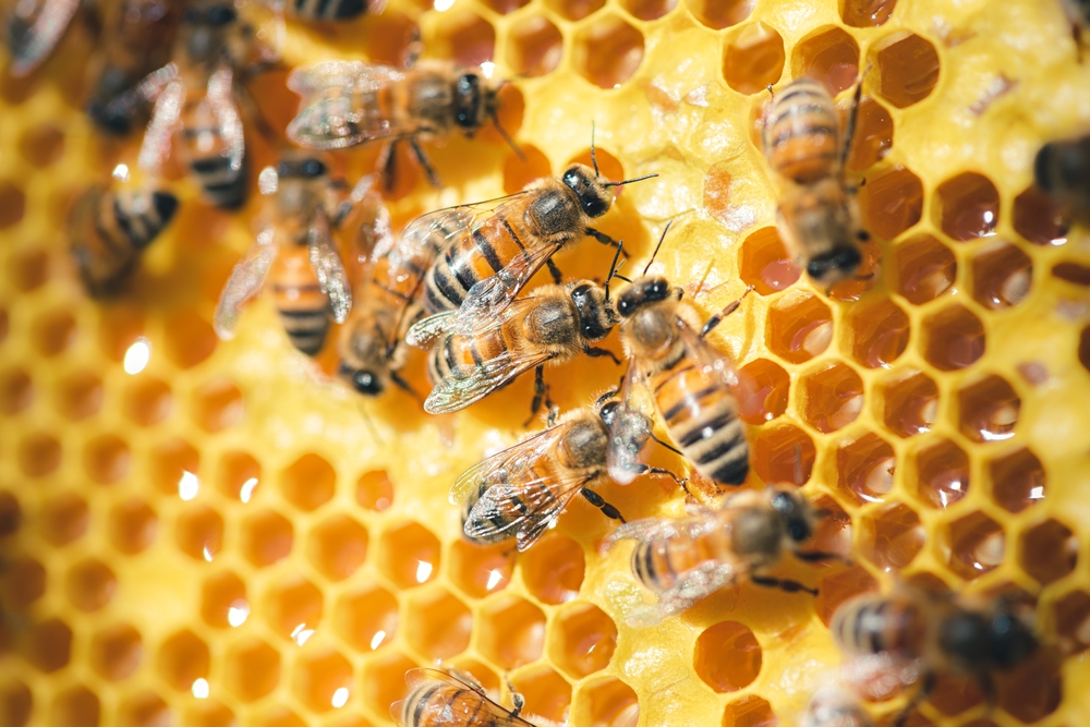 Closeup,Of,Honeycomb,With,Bees,Making,Honey