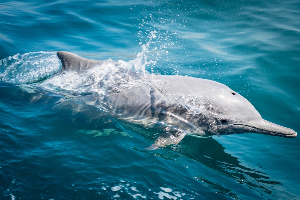 Dolphin,In,Natural,Environment.,Dolphin,Spotting,Watch,Sightseeing,Cruise,Tours