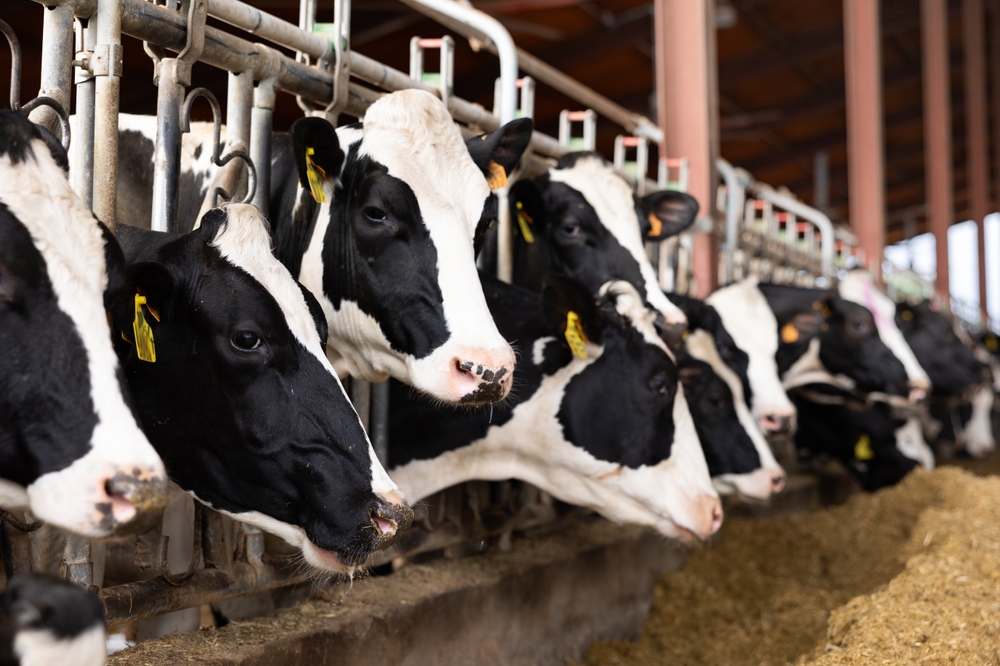 Modern,Outdoor,Cowshed,At,Dairy,Farm,With,Herd,Of,Milking