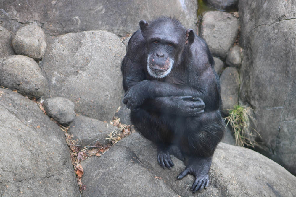 Zoo Knoxville Chimpanzee Recovering After Historic Spinal Surgery