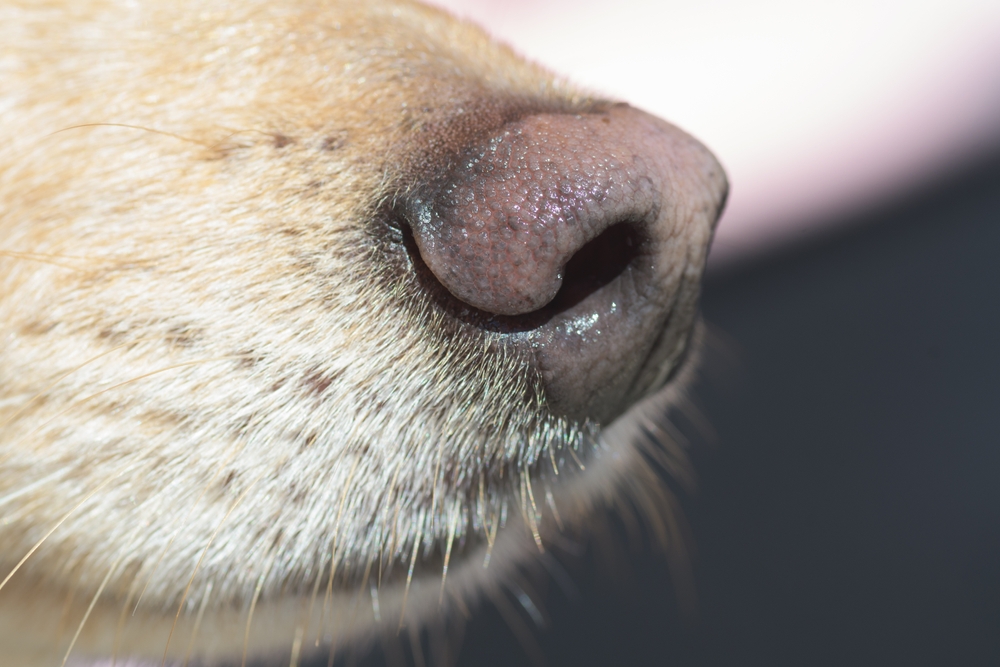 Close Up,Of,Light,Brown,Dog's,Nose,And,Snout.,Dog,Training,