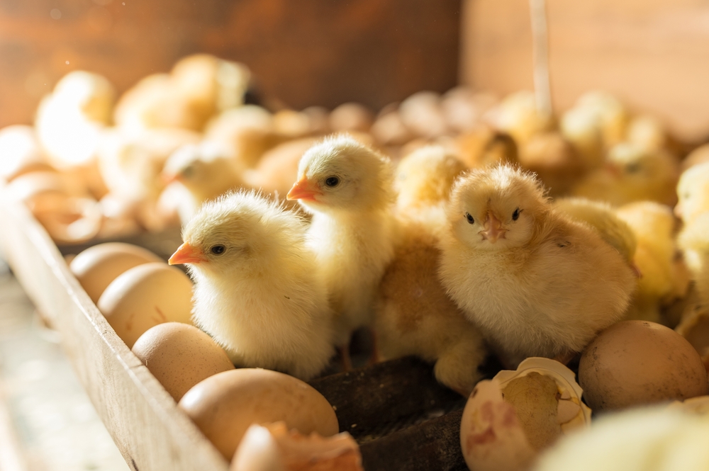 Hatching,Eggs,In,Incubator.,Group,Of,Small,Cute,Newborn,Chicks