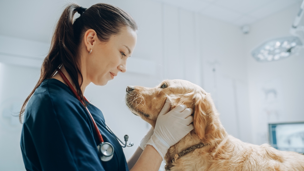 Beautiful,Female,Veterinarian,Petting,A,Noble,Golden,Retriever,Dog.,Healthy