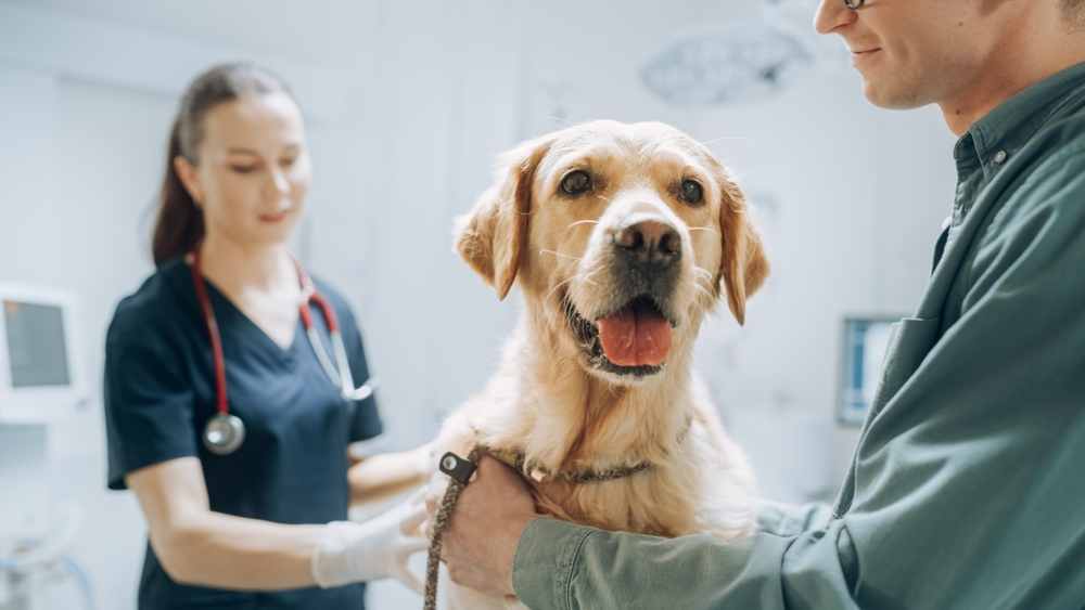 More Veterinarian School Seats Reserved for Nova Scotians Starting this Fall