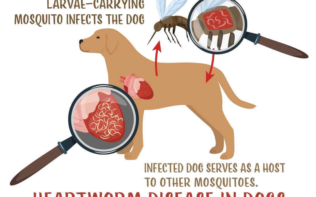 Heartworm,Disease,In,Dogs.,Serious,And,Potentially,Fatal,Illness.,Veterinarian