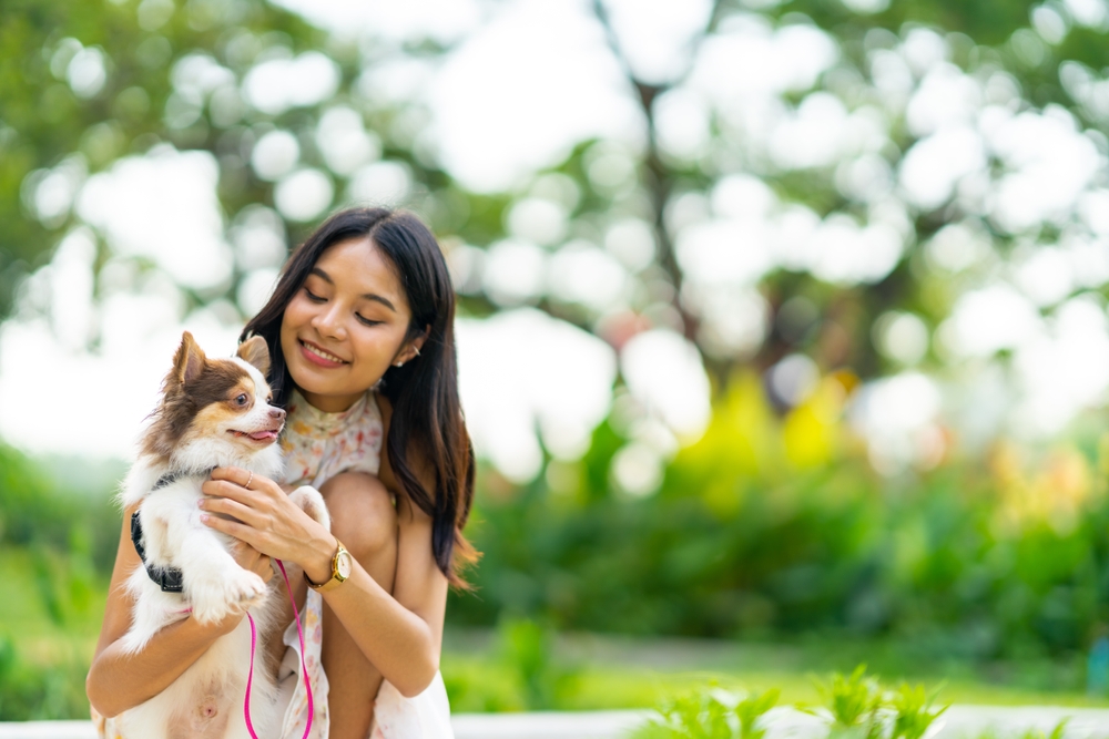 Asian,Woman,Playing,With,Chihuahua,Dog,At,Pets,Friendly,Dog