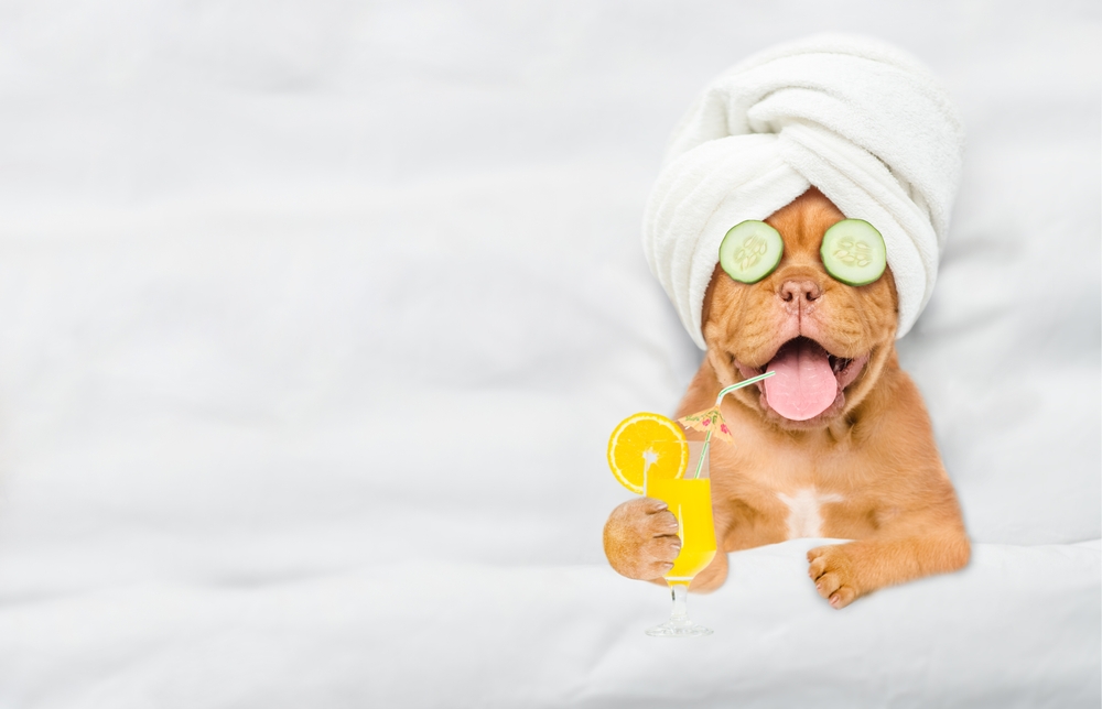 Inside the Luxury World of Dog Wellness — as Experienced by One Very Lucky Golden Retriever