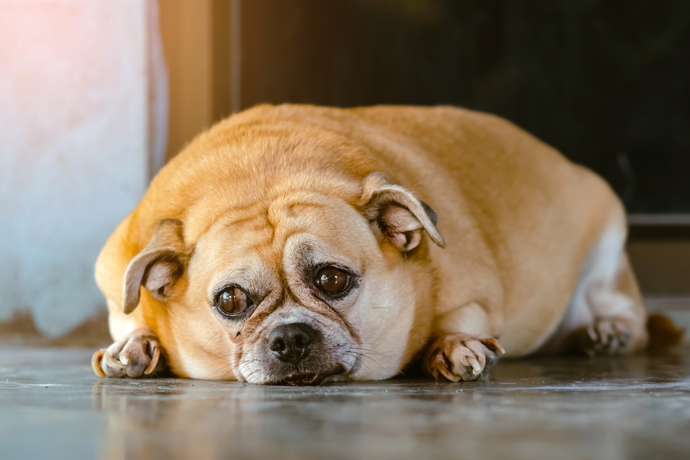 Study Links Dog Breed, Environment To Canine Obesity
