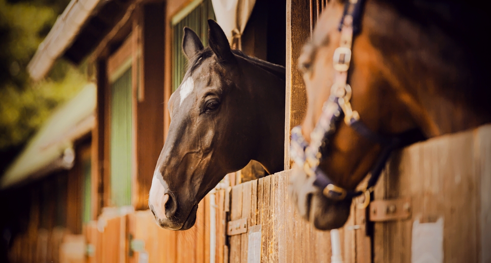 State Veterinarians Recommend Key Vaccinations For Horses Ahead Of Summer