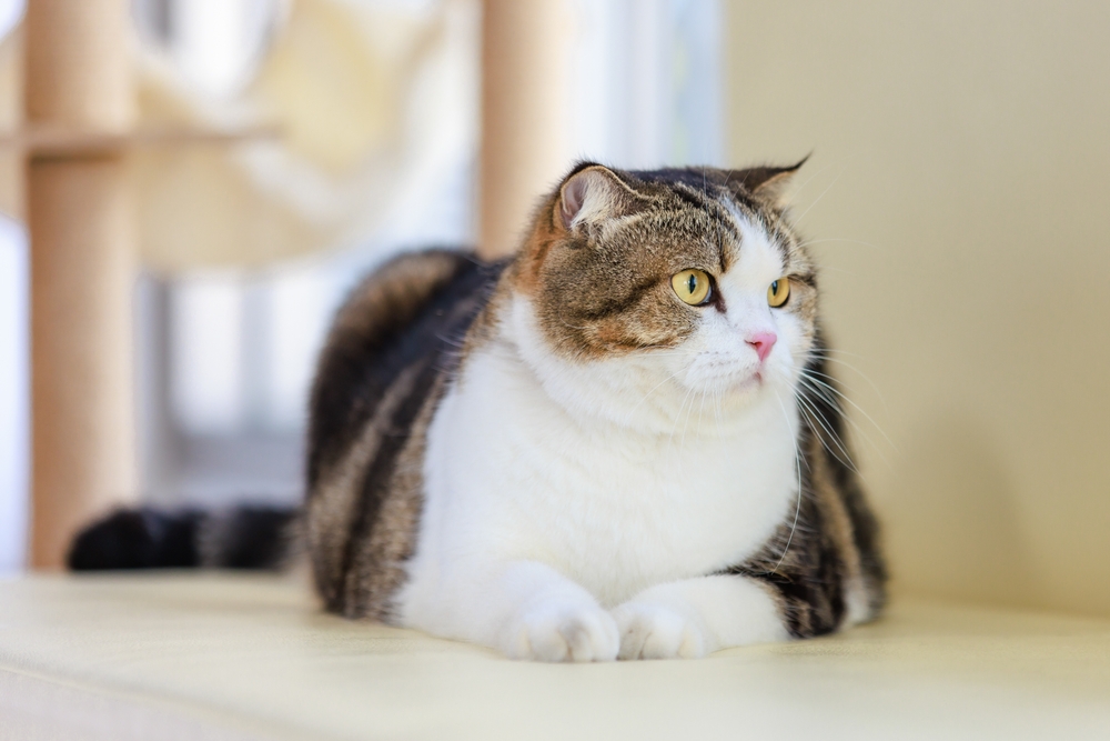 Health and Science Fat Cat? Weight-Loss Drugs May Be Coming for Your Overweight Pet