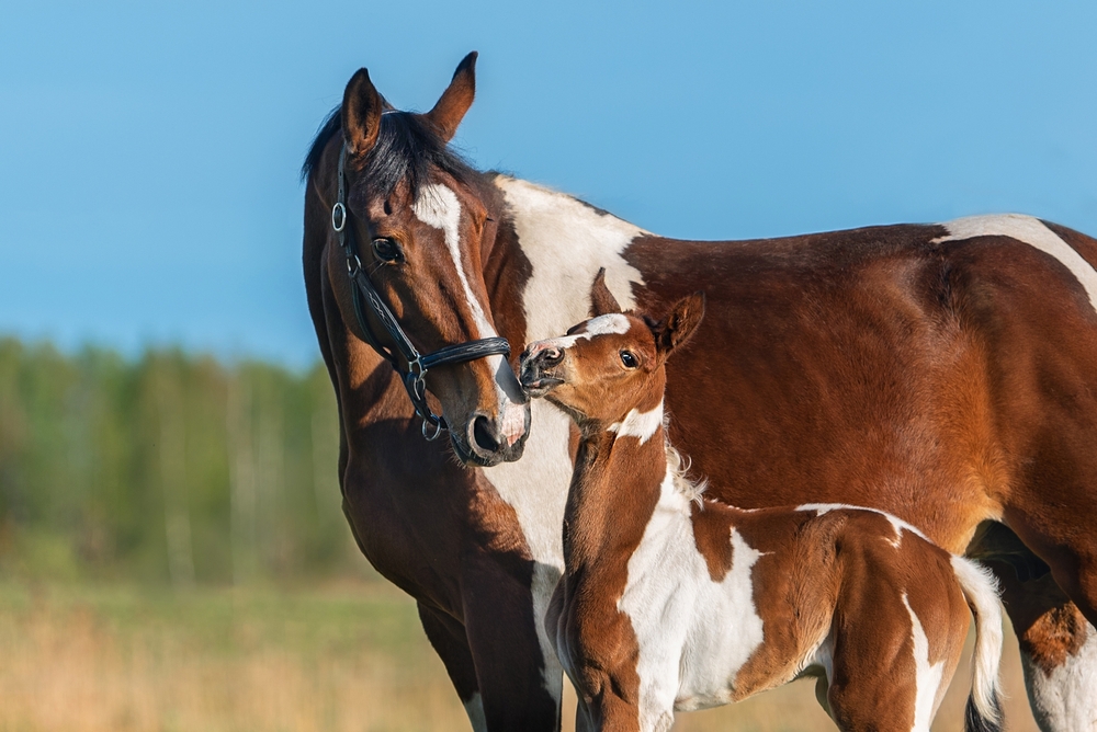UK Equine Researchers Secure More Than $1.8 million USDA Funding for Horse Health Studies