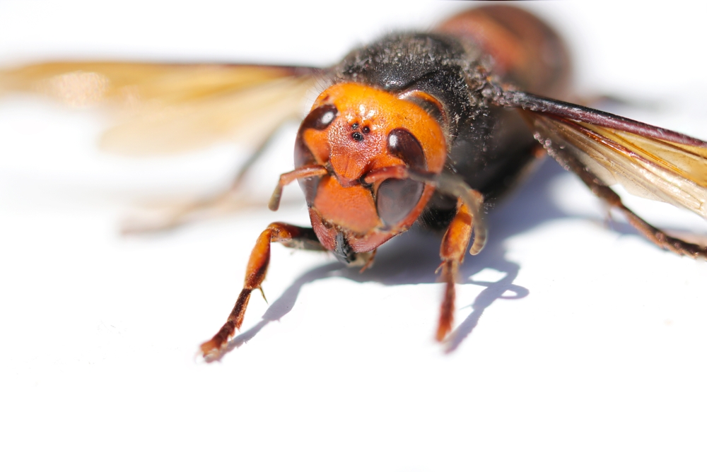 Northern Giant Hornet Eradicated From the United States