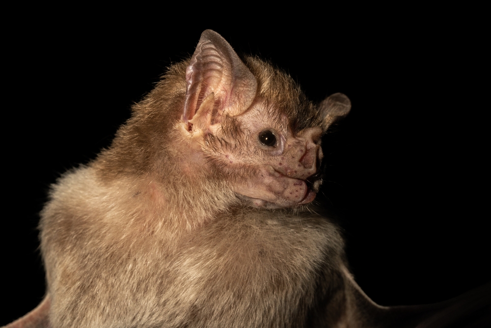 Vampire Bats in Mexico May Feed on CWD-Positive Deer, Spreading Disease and Posing Species-Jump Threat