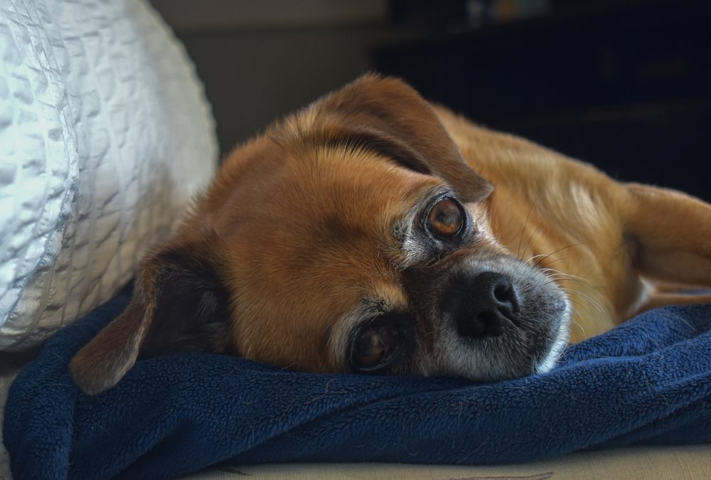 Sleepy,Dog,Lying,On,A,Blanket