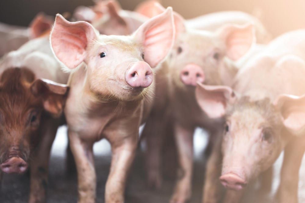 Economist Expects $20 to $25 of Profit Per Head for Hogs