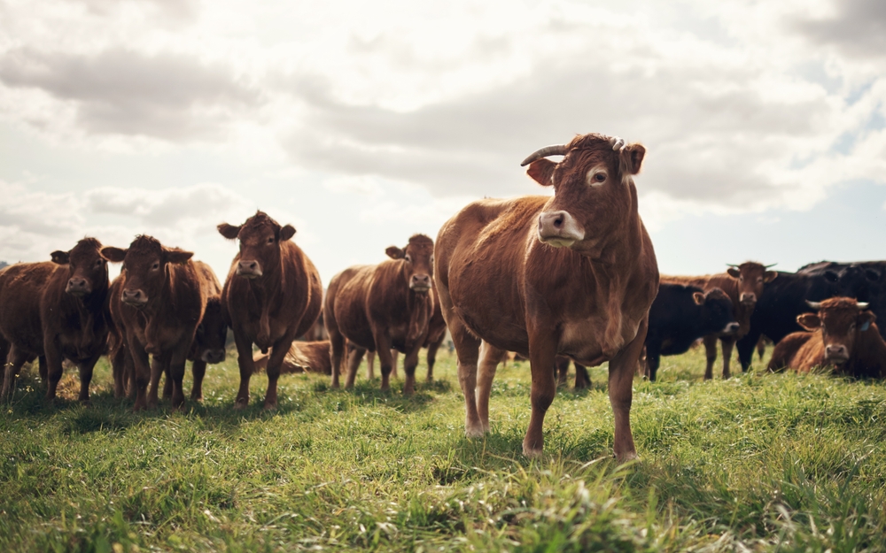 Separating Common Myths from the Reality of Bovine Viral Diarrhea