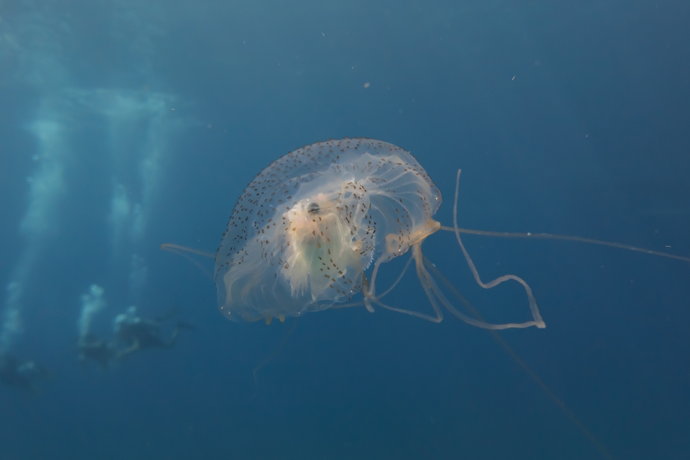 Scientists Discover Deadly, Highly Venomous Box Jellyfish near Singapore’s ‘Island of Death Behind’