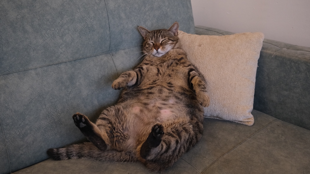 Fat,Brown,Tabby,Cat,On,The,Sofa