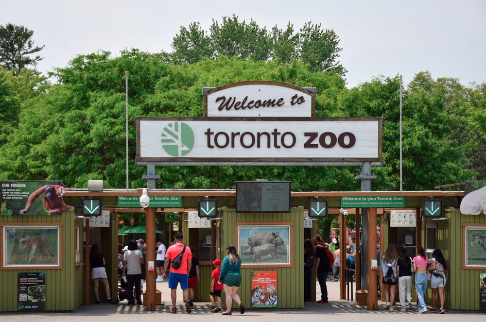 How a British Penguin Got Her Waddle Back, Thanks to the Toronto Zoo