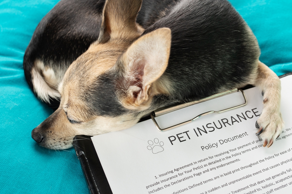 Best Pet Insurance Companies for 2024