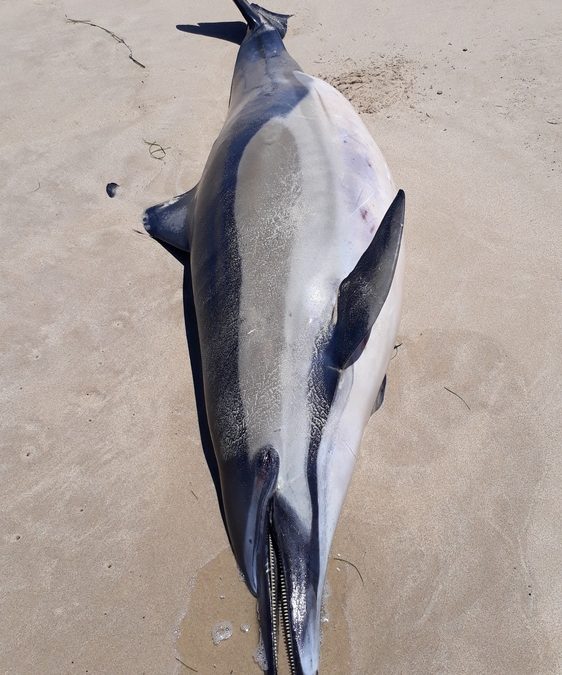Dolphin Discovered on P.E.I.’s North Shore was Infested with Parasites, Necropsy Finds