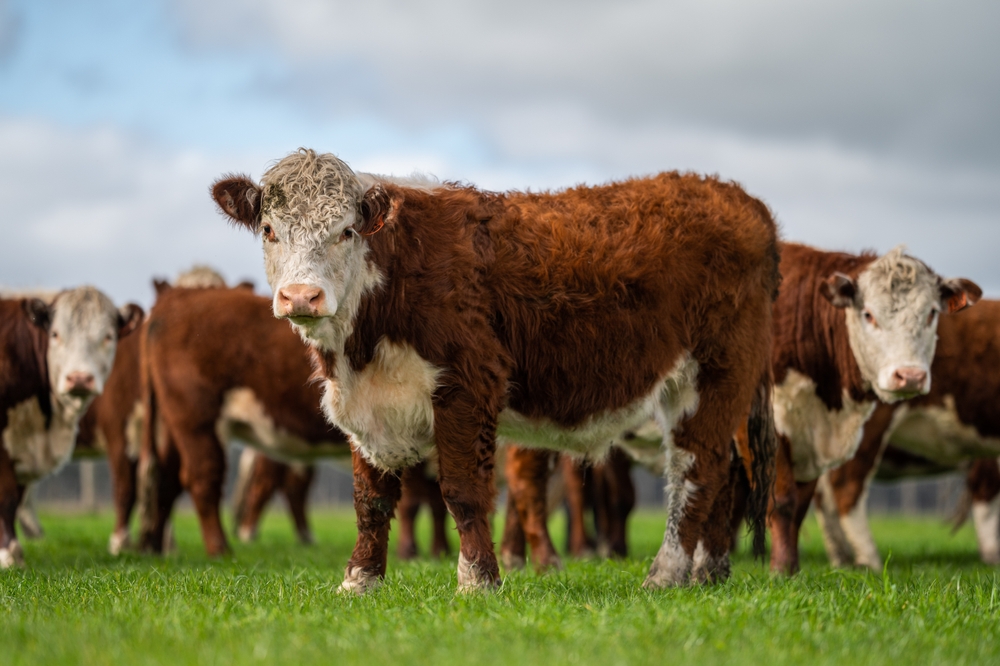 Stud,Beef,Hereford,Cows,In,A,Field,On,A,Farm