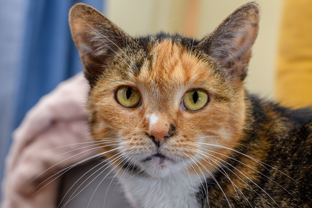 Newly Approved US Medication Offers Hope for Cats Diagnosed with FIP