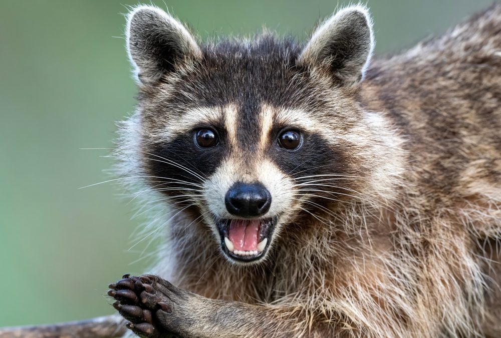 Report Details Raccoon Roundworm Infections in 2 California Children in 2024