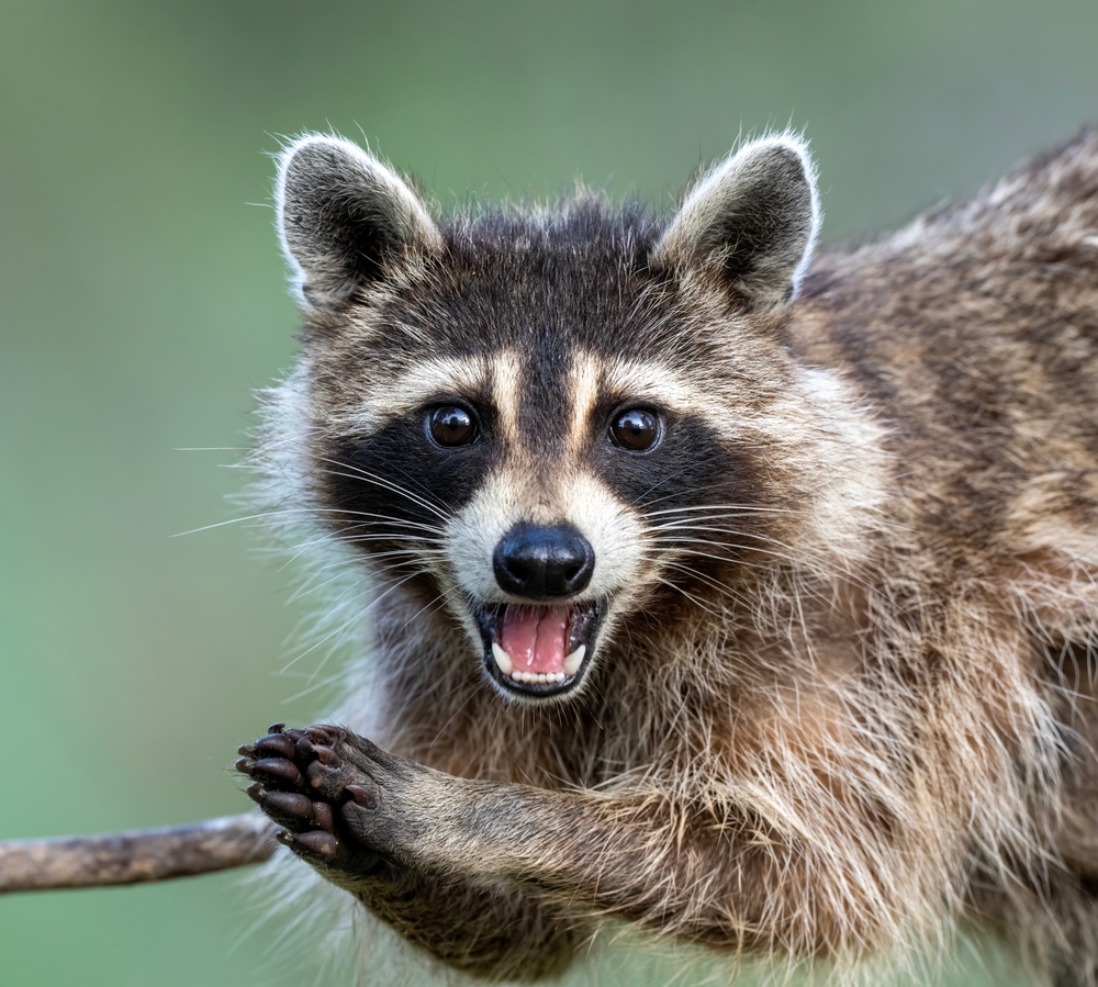 Report Raccoon Report Details Raccoon Roundworm Infections in 2 California Children in ...