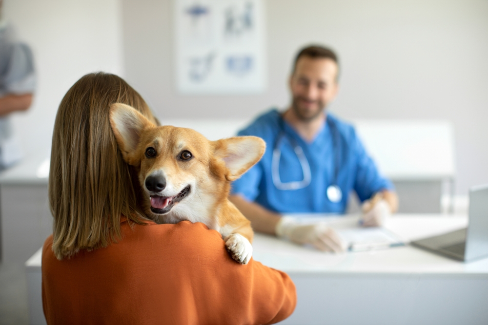 Why Your Vet Bill Is So High